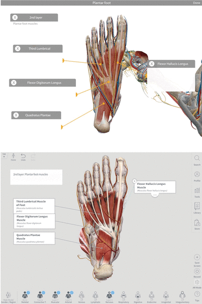 Select plantar foot anatomy in Human Anatomy Atlas (top) and Complete Anatomy (bottom)